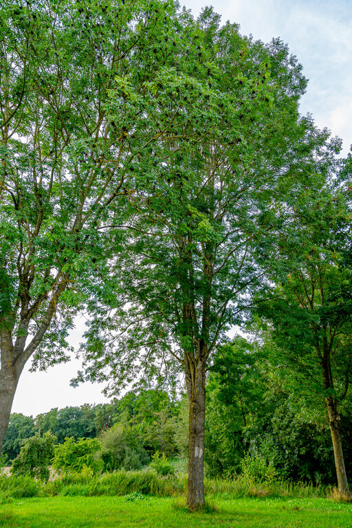 Image: _JA 40838 Bäume.jpg